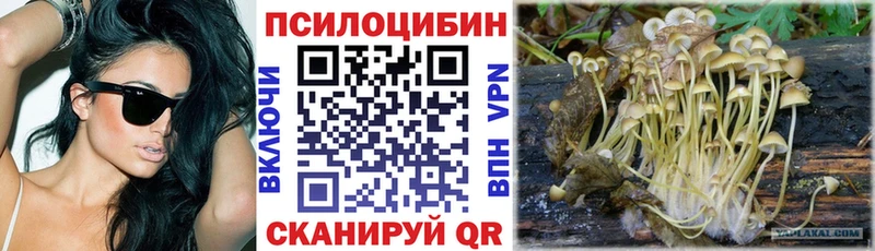 omg tor  Ельня  Псилоцибиновые грибы мицелий 